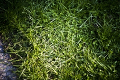 picknick_18