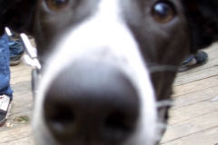 doggy